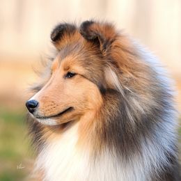 Shetland Sheepdogs from Maplecove Shelties
