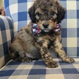 Ace - Sable male Bernedoodle puppy in Galt, Missouri from Only Doodles!
