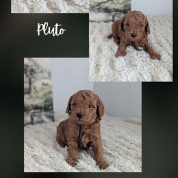 Pluto - Red  male Goldendoodle puppy in Newdale, Idaho from Canyon Creek Puppies