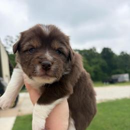 KitKat - Red tri female Miniature Australian Shepherd puppy in Weatherford, Texas from F & T Aussies
