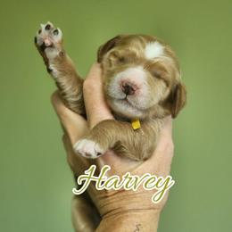 Harvey - Apricot male Goldendoodle puppy in Humboldt, Minnesota from Sister Doodles