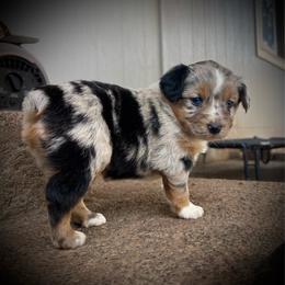Olive - Blue merle female Miniature Australian Shepherd puppy in Lakeport, California from Akins Aussies/Wild Rose Ranch