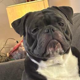 Olde English Bulldogges from Rise Above Bulldogges