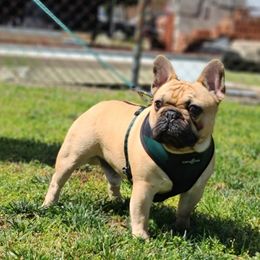 Bruno - French Bulldog