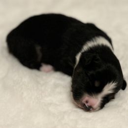 Tucker - Black tri male Miniature Australian Shepherd puppy in Visalia, California from Furrever.Mini.Aussies.llc