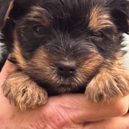 Girl 1 - Black and tan female Yorkshire Terrier puppy in Elizabeth, Indiana from Dwayne’s Yorkshire Terriers