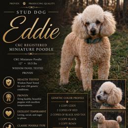 Eddie - Poodle
