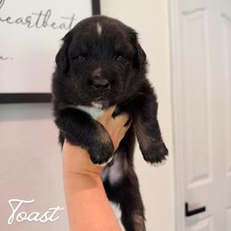 Toast - Black tri-color male Australian Shepherd puppy in Fort Pierce, Florida from JS Aussies