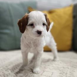 Cozy - White female Cavapoo puppy in Highland, Utah from Angel Pups Deluxe