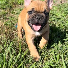 French Bulldog Puppies from TC’s French Bulldogs