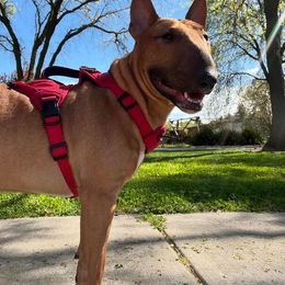 Bull Terrier and Pomeranian All Grown Up from Bossladykennels
