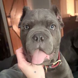 Thanos - Cane Corso