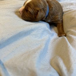 Cavalier King Charles Spaniel and Cavapoo Puppies from Cavalier Girls