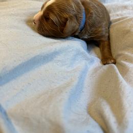 Cavalier King Charles Spaniel and Cavapoo Puppies from Cavalier Girls
