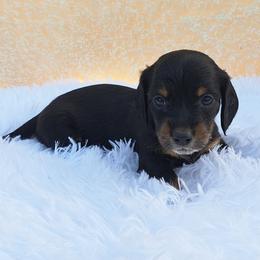 2500..Lucy - Black and tan female Dachshund puppy in Winter Haven, Florida from Gateway 2 Little Paws