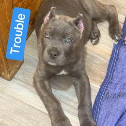 Trouble - Gray brindle male Cane Corso puppy in Waxahachie, Texas from A&M Kennels