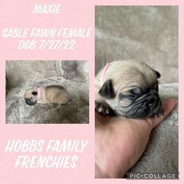 French Bulldog Puppies from Hobbs Family Frenchies