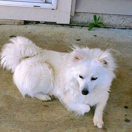 Mia - American Eskimo Dog