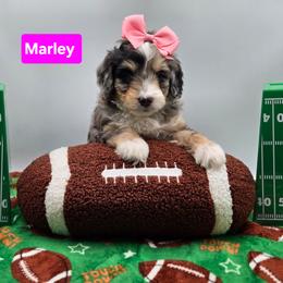 Cupid- Pink collar - Blue merle female Bernedoodle puppy in Summerville, South Carolina from Channys Doodles
