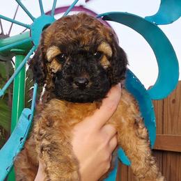 Lilo - Sable female Cockapoo puppy in Indiahoma, Oklahoma from Phamily Doodles