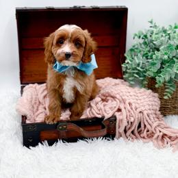 Letty - Red male Cavapoo puppy in North Carolina from NC Doodle Puppies