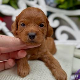 Nestle - Red male Cavapoo puppy in Arlington, Texas from Van Haselen Poodles and Doodles