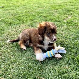Bernedoodle and Goldendoodle Puppies from TurkeyCreek Doodles