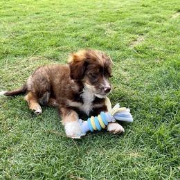 Bernedoodle and Goldendoodle Puppies from TurkeyCreek Doodles