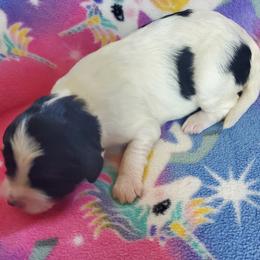 Girl 7 - female Sheepadoodle puppy in Bellevue, Iowa from Fluffy Wonders Poms and Doodles