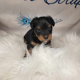 Boy 2 - Black and tan male Yorkshire Terrier puppy in Perry, Florida from Lanes-Scraps