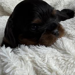 Flint - Black and tan male Cavalier King Charles Spaniel puppy in Auburn, Washington from Enchanted Cavaliers