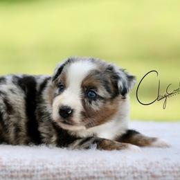 Hannibal Lecter - Blue merle male Miniature Australian Shepherd puppy in Prague, Oklahoma from Clay Creek Aussies