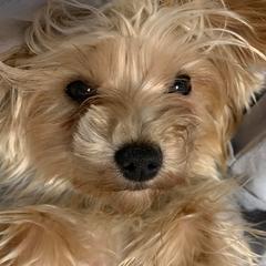 Yorkshire Terriers from Love Byrd Yorkies