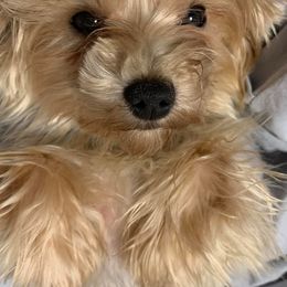 Yorkshire Terriers from Love Byrd Yorkies