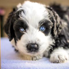 Aussiedoodle, Australian Mountain Doodle, Bernedoodle, and Labradoodle Puppies from Doodles & Co