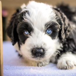 Aussiedoodle, Australian Mountain Doodle, Bernedoodle, and Labradoodle Puppies from Doodles & Co