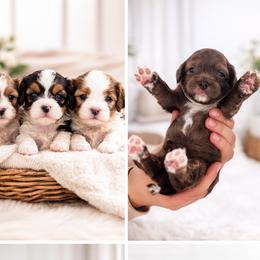 Cavapoos from Son Kissed Puppy Co