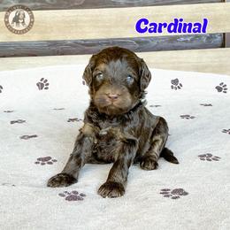 Cardinal - Brown male Bernedoodle puppy in Banner Elk, North Carolina from Walnut Tree Bernedoodles