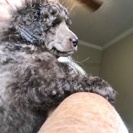 Poodle Puppies from Silberhund's Poodles
