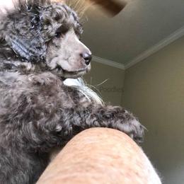 Poodle Puppies from Silberhund's Poodles