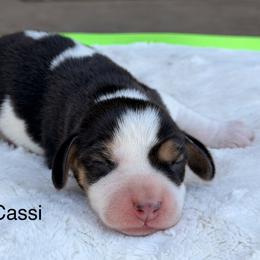 Cassi - Black tan and white female Beagle puppy in Mansfield, Missouri from Rippee Creek Kennel