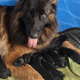 German Shepherds from Oakley Acres Shepherds