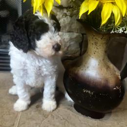 Goldendoodle Puppies from Serenity Goldendoodles