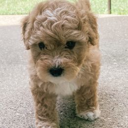 Bichon Frises and Cockapoos from The Perks of Pups