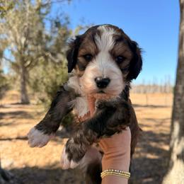 Denali - Sable male Bernedoodle puppy in Fort Meade, Florida from Baldwin Dood Ranch