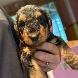 Blue - Black and tan male Airedale Terrier puppy in Hackettstown, New Jersey from Allie’s Airedales