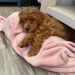 Cavapoo Puppies from AZ Cavapoos