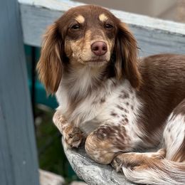 Dachshunds from Isalyn Dachshunds