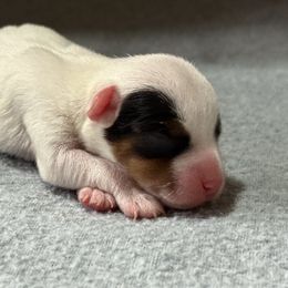 Girl 3 - Tri-color female Jack Russell Terrier puppy in Yakima County, Washington from Saddle Rock Kennels