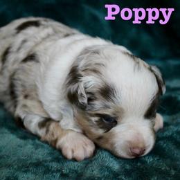 Poppy - Red merle female Miniature Australian Shepherd puppy in Howe, Oklahoma from Lockhart’s Double M Mini Aussies